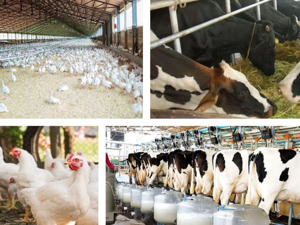 Sustainable organic dairy farming and agricultural produce